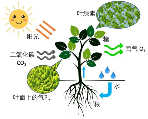 不能行光合作用的植物|日本发现不能进行光合作用的植物新属新种